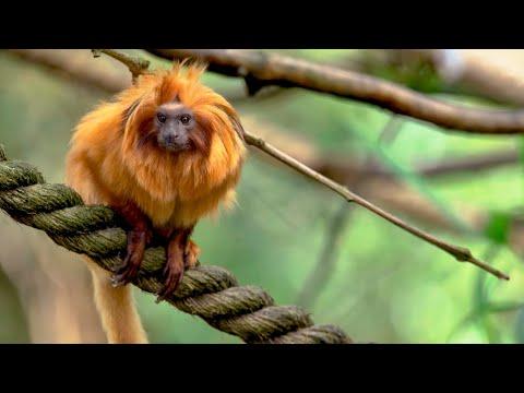 4 Adorable Animals That You Might Never Have Heard Of | The Science of Cute | BBC Earth