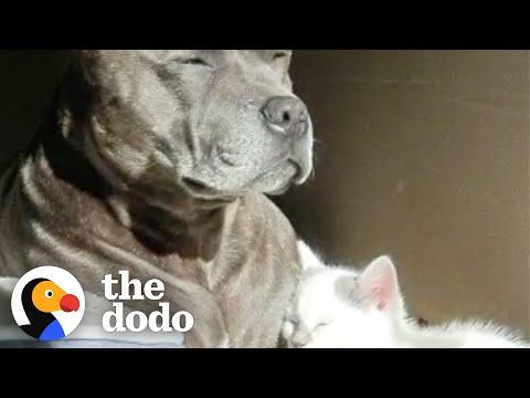 Pittie Was So Scared Of This Tiny Kitten #Video
