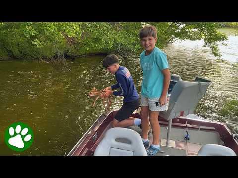 Two fawns chose the right family to ask for help #Video