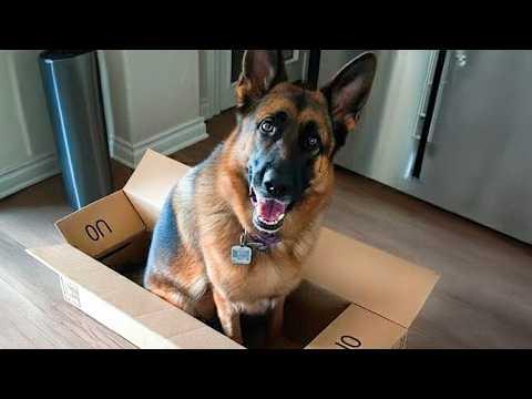Smart German Shepherds Being Absolutely Silly!
