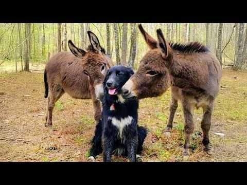 These Animal Friendships Will Make Your Day! #Video