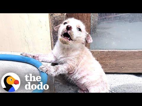 Crying Puppy Found In A Market Turns Into Firecracker #Video