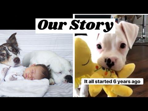 Layla the Boxer - Our Story #Video