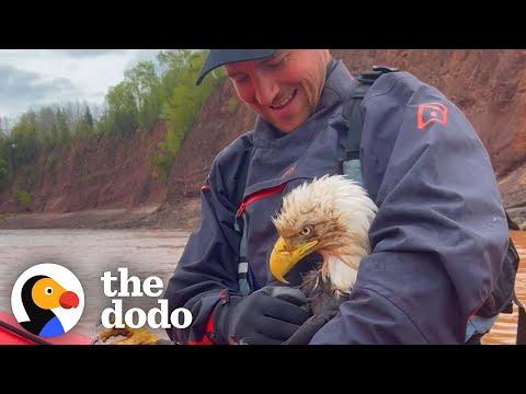 Guy Saves Bald Eagle From Drowning In River #Video