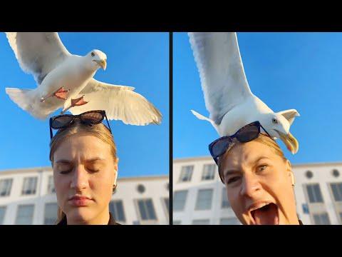 Birds Are Fighting Back - Your Daily Dose Of Internet #Video