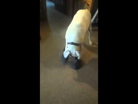 Dog Slips Into Shoes And Walks Across Room