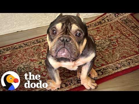'Damaged Goods' Bulldog Turned Out To Be 12/10 Perfection #Video