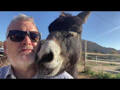 Steve the Donkey tried to kill me! #Video