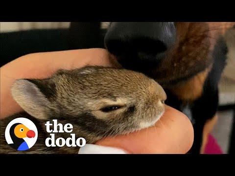 Dachshund Loves To Snuggle With Wild Bunny His Mom Saved #Video