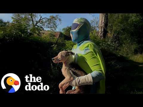 Man Dresses as a Superhero to Rescue Animals and Inspire Others #Video