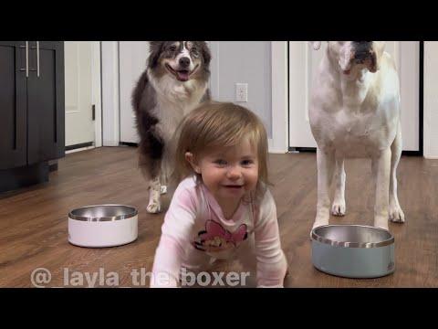 Breakfast Waits for No One | Layla The Boxer #Video