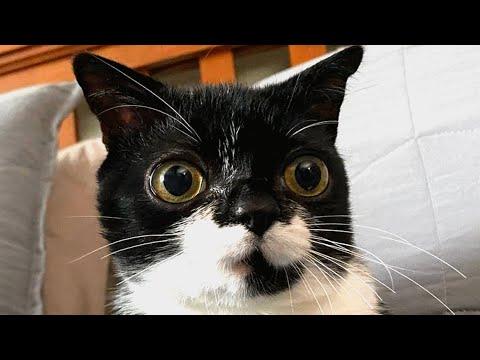 Woman can't believe her dwarf cat is real #Video