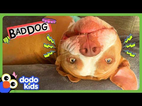 Pretty Pittie Is Really A MUD Monster! #Video
