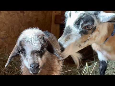 Sweetest goats born last night! Sunflower Farm Creamery #Video