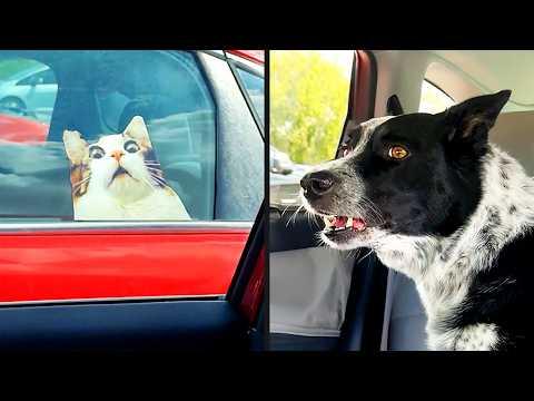 It Was Real To Him | YOUR Daily Dose of Pets #Video