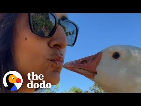 Guard Goose Becomes Women's Best Friend #Video