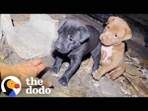 Woman Follows A Stray Pittie And Finds So Many Puppies Hiding #Video