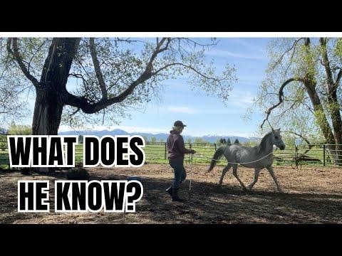 Is it time to ride!? Evaluating the new Auction Horse! - The Clever Cowgirl #video