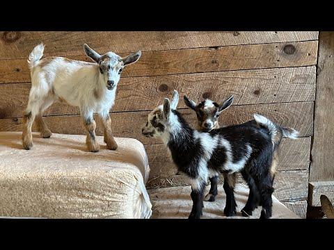 Goat follow the leader #Video