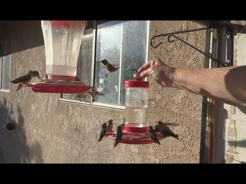 Hundreds of Hummingbirds Dealing with Rain/Thunder-Feeding Nesting Q&A Recipe-Building their number