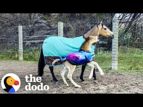 Baby Horse Can't Stop Annoying His Mom #Video