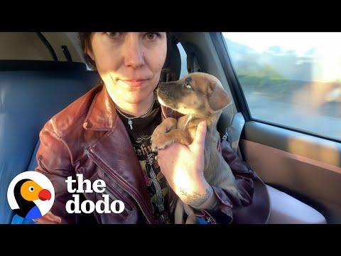 Woman Rescues Puppy At Walmart #Video