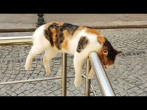 Cat Chose The Do Nothing Lifestyle