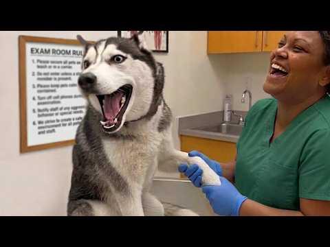 Overdramatic Dogs Face Off With the Vet for the First Time Ever! #Video