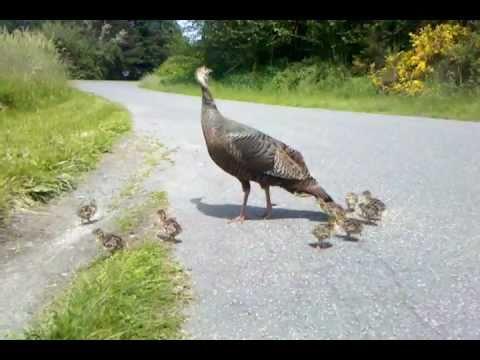 Turkey mom signals danger to her chicks. See what happens! #Video