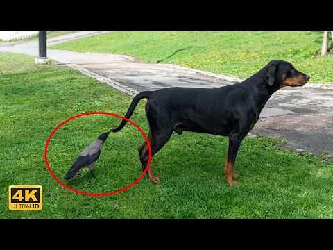 Smart CROWS Prank Other Animals #Video