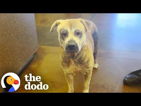 Guy Tries Everything To Find A Home For Euth Listed Dog #Video