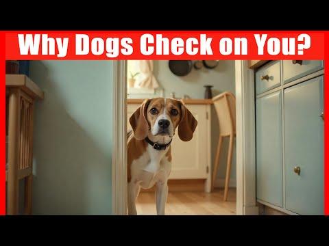 Why Your Dogs Check in on You? #Video