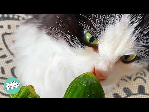 Cat Becomes Cucumber Aficionado After Eating All of Them #Video