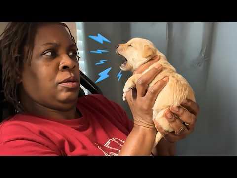 When You Live With a Talkative Dog #Video