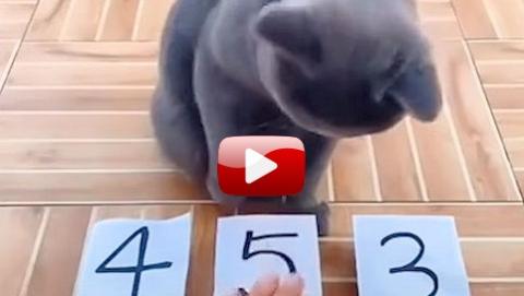 Animals Are Smarter Than You Think! #Video
