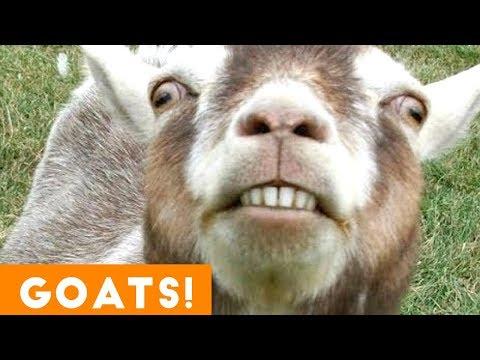 Cutest Goat Compilation 2018 | Funny Pet Videos