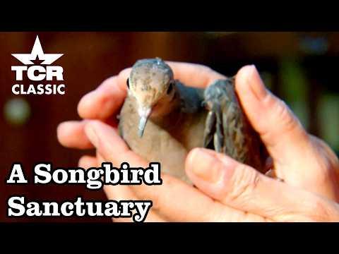 The Unsung Hero Who Saves Baby Birds I Texas Country Reporter