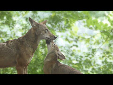 Red Wolf Pups Share Howls and Kisses With Mom #Video