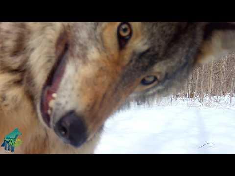 Wolf launches vicious and merciless attack...on a camera #Video