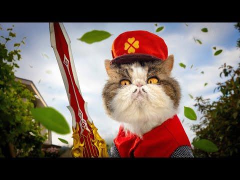 Anime Cats - AaronsAnimals #Video