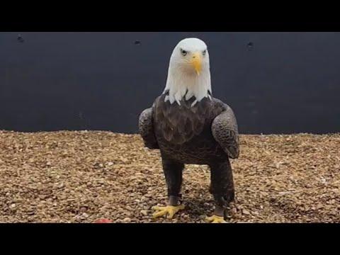 The life of a retired bald eagle #Video
