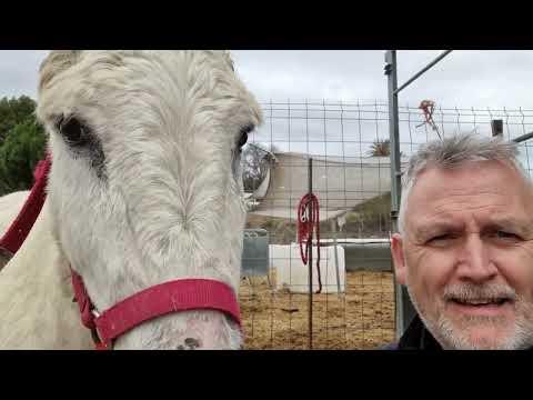 Barry explores Pigs in Wigs and meet a nosey horse #Video