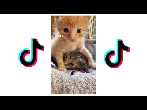 2 minutes of kittens being cute video