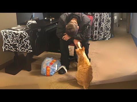 No need a dog when you have a guard Cat #Video