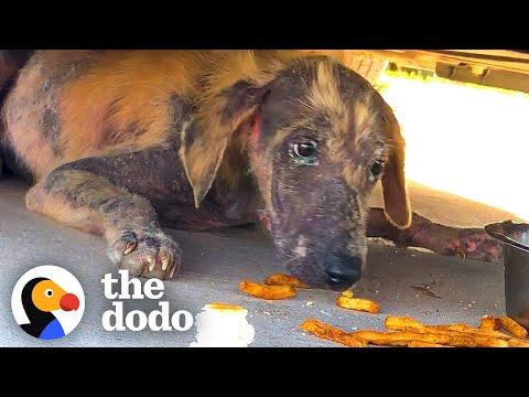 Abandoned Puppy Fought So Hard To Get Better #Video