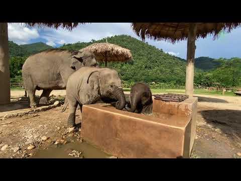 Cute Baby Elephant Pyi Mai Enjoy Bathing In The Little Pool - ElephantNews #Video