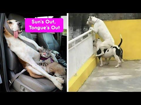 Hilarious Dog Moments People Couldn't Keep to Themselves #Video