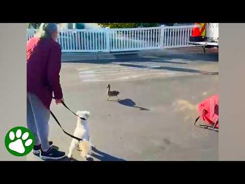 I’ll never get tired of animal mamas ‘asking’ for help #Video