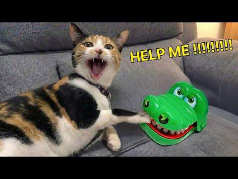 When Your Cat Yells at You in Perfect English #Video