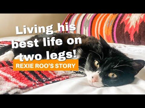Cat with two legs is living his best life / Rexie Roo's story